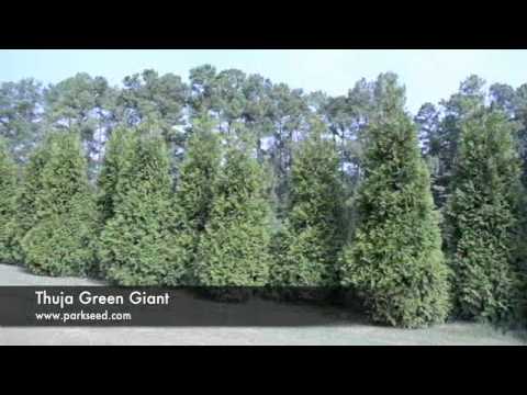 how to fertilize thuja green giants