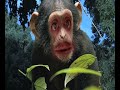 The Talking Monkey The Talking Monkey