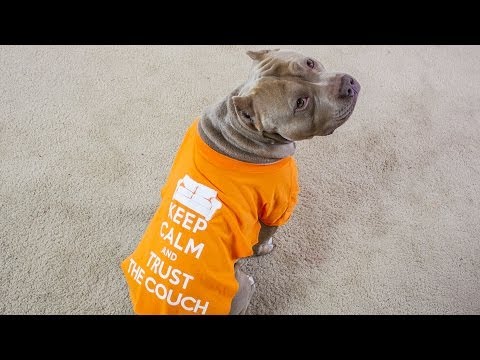 how to cut a t shirt to fit a dog