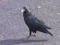Bryce Canyon Raven