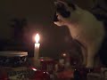 Katze und Kerze