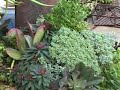 Bauman Winter Succulents