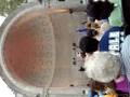 Flamenco en Central Park, Naumburg Bandshell Concert