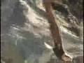 Soaring Eagle flyby