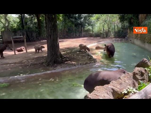 Ghiaccioli di frutta per gli animali del Bioparco di Roma contro il caldo, ecco tapiri e capibara