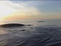 Finback Whales Cape Breton