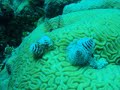 Roatan Diving Videos