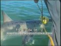 Great White Shark attacks bait, Nautilus Productions Video