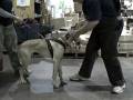 BITEWORK-6mo-Boerboe