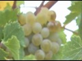 uvacubica