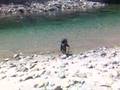 Flyfishing for Trout - New Zealand 2