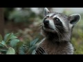 Furry Vengeance Trailer #1