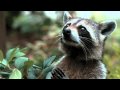 Furry Vengeance Trailer #1 - YouTube