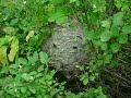 Bald Faced Hornets Nest (Dolichovespula Maculata)