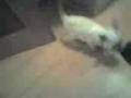 videos de Siamees Ziba apporteerd