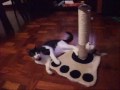 小湯圓vs新玩具.wmv