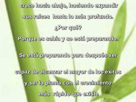 Imagen de previsualización de YouTube