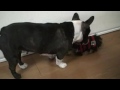 Maggie meets Cookie - The Yorkie