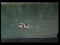 comedy31 afv comedy