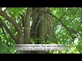 See Video