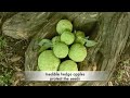 See Video