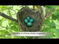 See Video