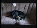 Kærlighed mellem hund og kat!