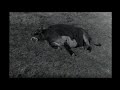 See Video See Video