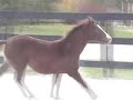 Gameela, 2007 RPSI  Filly