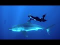 http://www.youtube.com/watch?v=d-1xU0VfJ-g GoPro: A Blonde and a Great White Shark