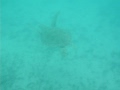 tortuga en Akumal