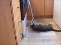 Cat and broom