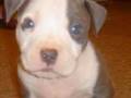 Pitbulls are nice!!