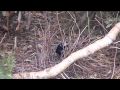 AUSTRALIAN BOWER BIRD