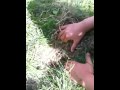 videos de Baby bunnies