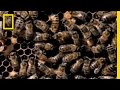 Michele Ryan's newest fear, KILLER BEES FOUND NEAR GREAT AMERICA