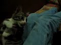 Kucing suker jilat tangan org.My fren kucing....(aziz)
