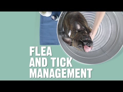 video-linktoworks-How Do I Get Rid of Fleas and Ticks for Dogs and Cats?...