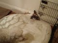 11/18/2008 The Pets at Night!  4052