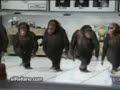 Monkey Dance Monkey Dance