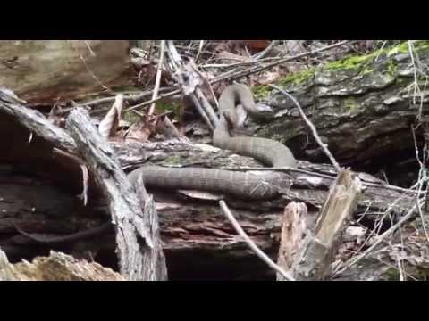 USA - Tallulah Falls, GA - Tallulah Gorge State Park - 05-26-2014