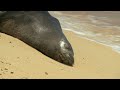 HD HAWAII BEACHES – Oahu + Nature Sounds – Blu-Ray / DVD