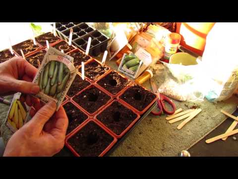 how to plant squash seeds
