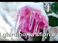 Roses of ice Roses of ice