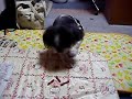 シーズー　犬のおやつの時間
