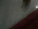 pets goin CRAZY :P