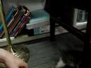 ginkgo kittens