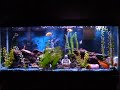 here is our main mbuna tank. it is a 55 gallon currently stocked with red zebra (red, orange and orange blotch), maingano (melanochromis cyaneorhabdos), yellow labs and synodontis multipunctatus catfish. this tank breeds quite often, it seems every week we have a new fish holding. filtration provided by a pro clear wet/dry and an emperor 400. quite the happy tank!