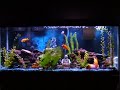 Mbuna Lake Malawi Tank Red Zebra, Maingano, Synodontis Mbuna Lake Malawi Tank Red Zebra, Maingano, Synodontis