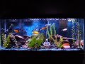 here is our main mbuna tank. it is a 55 gallon currently stocked with red zebra (red, orange and orange blotch), maingano (melanochromis cyaneorhabdos), yellow labs and synodontis multipunctatus catfish. this tank breeds quite often, it seems every week we have a new fish holding. filtration provided by a pro clear wet/dry and an emperor 400. quite the happy tank!